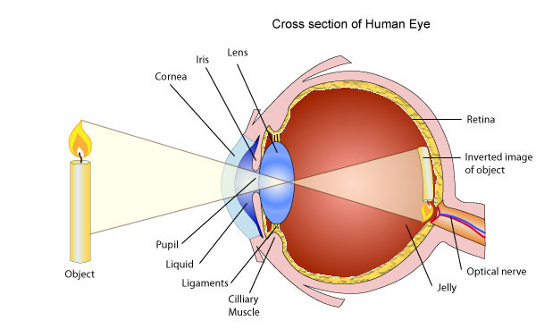 Image result for eye sensation and perception